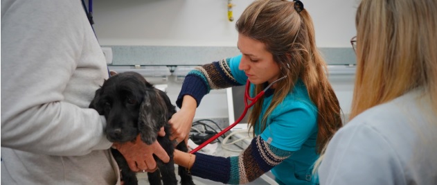 Código de Ética Veterinaria: Proyecto de ley del gobierno incorpora “objeción de conciencia”